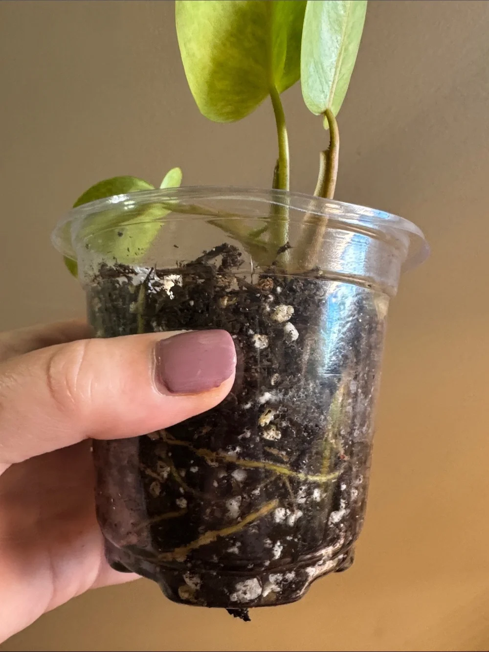 Philodendron Painted Lady - Rooted